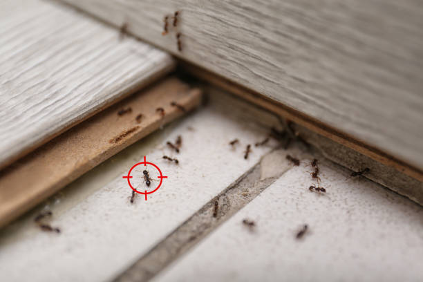 Best Insect Control  in Springfield, IL