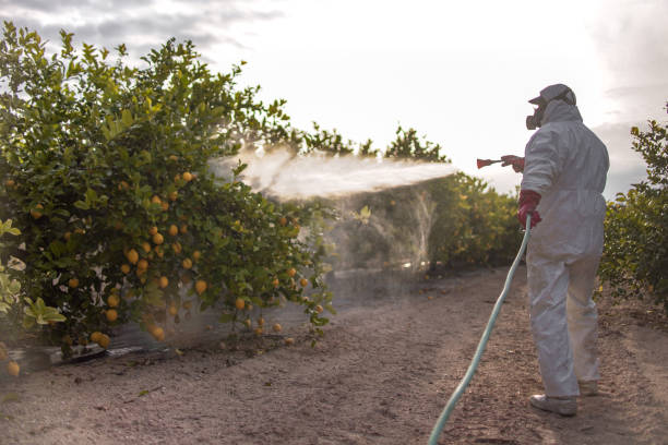 Best Ant Control Services  in Springfield, IL