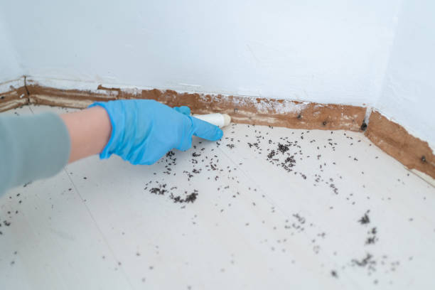 Pest Prevention Services in Springfield, IL